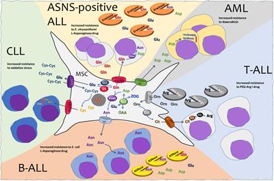 The Role of Amino Acids in the Crosstalk Between Mesenchymal Stromal Cells and Neoplastic Cells in the Hematopoietic Niche